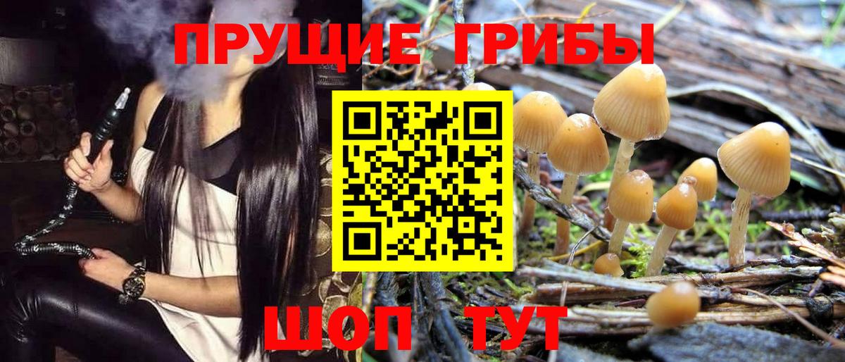 Галлюциногенные грибы Psilocybe Тайшет